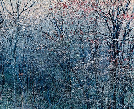 Flowering Trees at Twilight