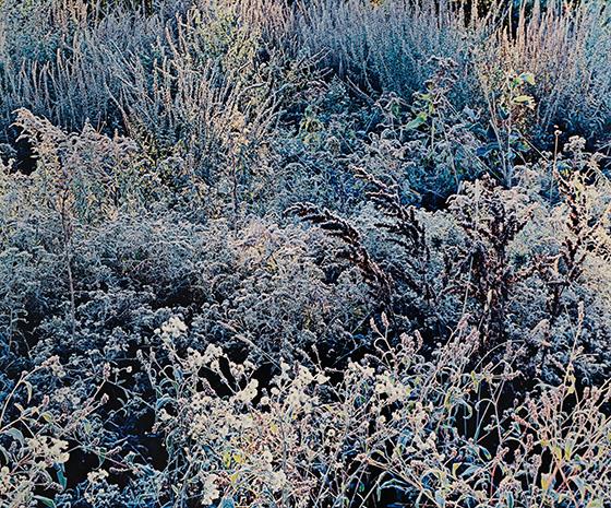 Frost, Shadow, Light I