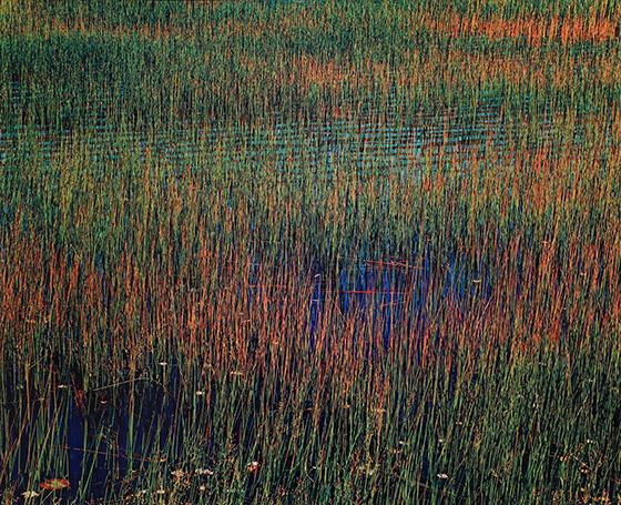 Green and Yellow Grasses, Blue Water