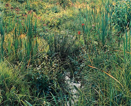Monet's Meadow