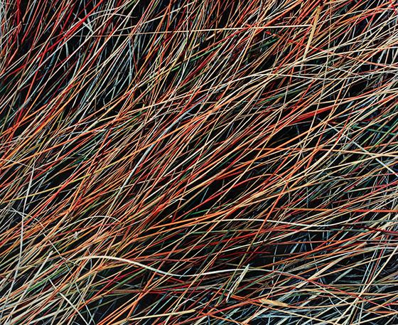 Salt Marsh Grass