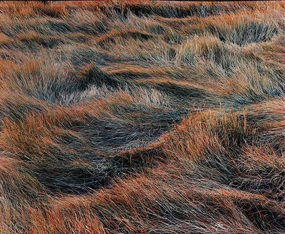 Salt Marsh Grass Just Before Sunset