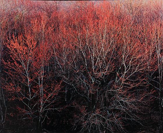 Sunrise on Budding Maple Trees After Rain