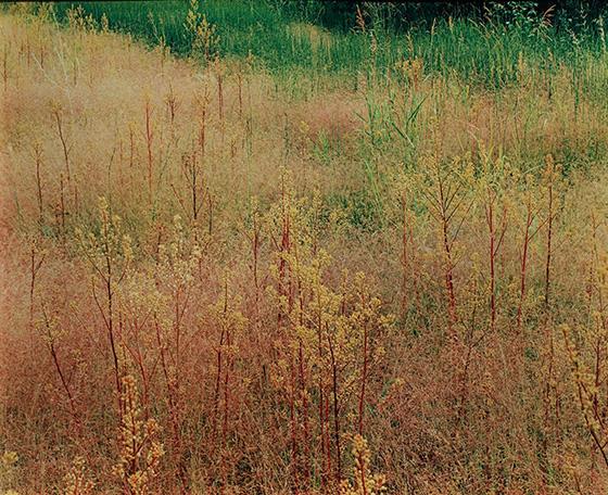 Texture in Grass II